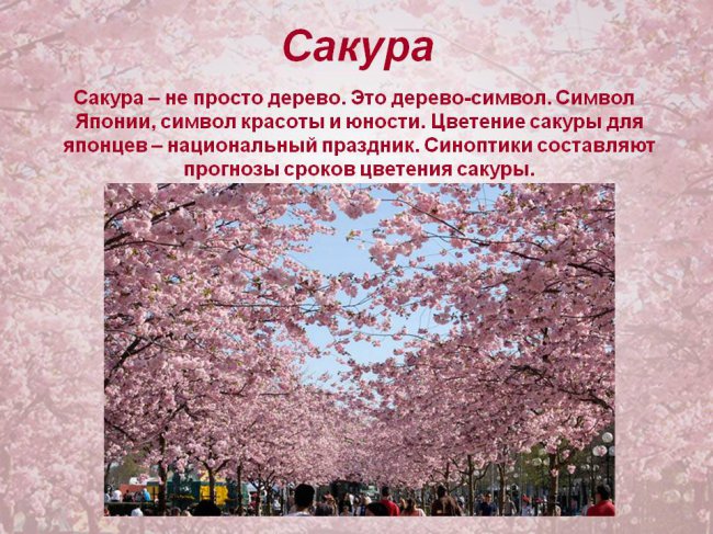 ТУРЫ НА САКУРУ 2017