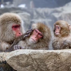 MONITOR TUR DE IARNĂ PENTRU TOȚI · Japonia · maimuțele de zăpadă și onseni